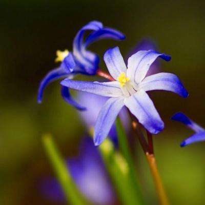 星力正版捕鱼下载手机版