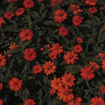 2023年新澳门今晚开特马下载手机版